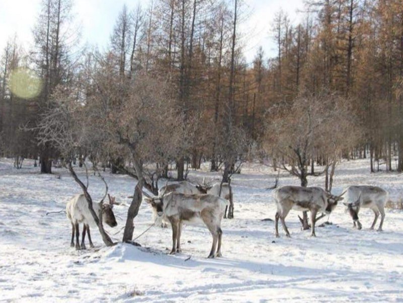 Цаа бугын тоо толгой 2400 болж өсжээ